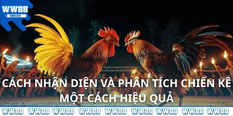 Cách nhận diện và phân tích chiến kê một cách hiệu quả