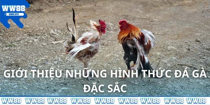Giới thiệu những hình thức đá gà đặc sắc