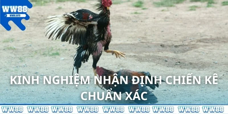 Kinh nghiệm nhận định chiến kê chuẩn xác